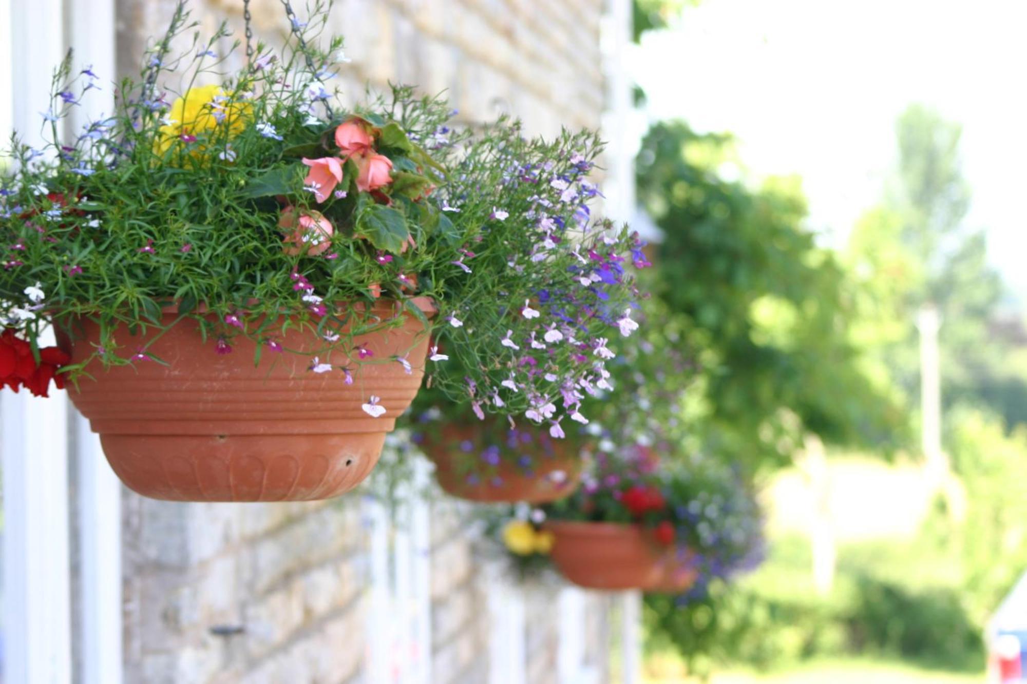 Отель Crossways Вэллс Экстерьер фото Flower pots